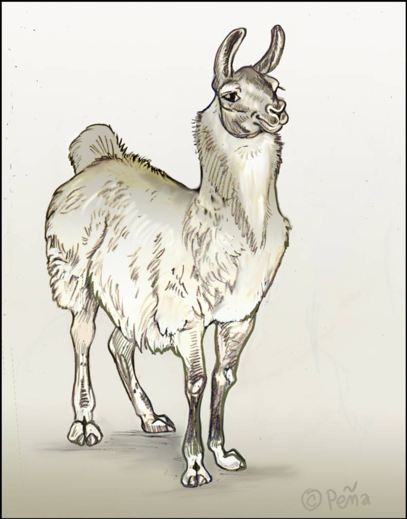 llama by Reptangle llama by Reptangle