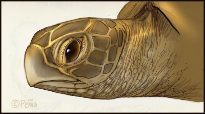 Sea Turtle by Reptangle on DeviantArt
