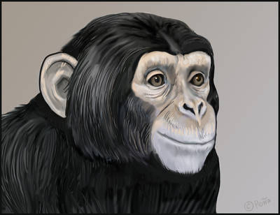Deviantart Chimp Chimp by Reptangle on DeviantArt