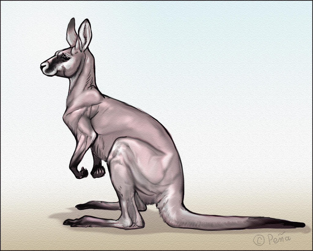 Distorted Kangaroo Kangaroo by Reptangle on DeviantArt