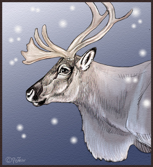 Reindeer by Reptangle