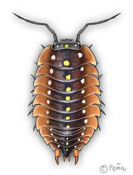 Isopod