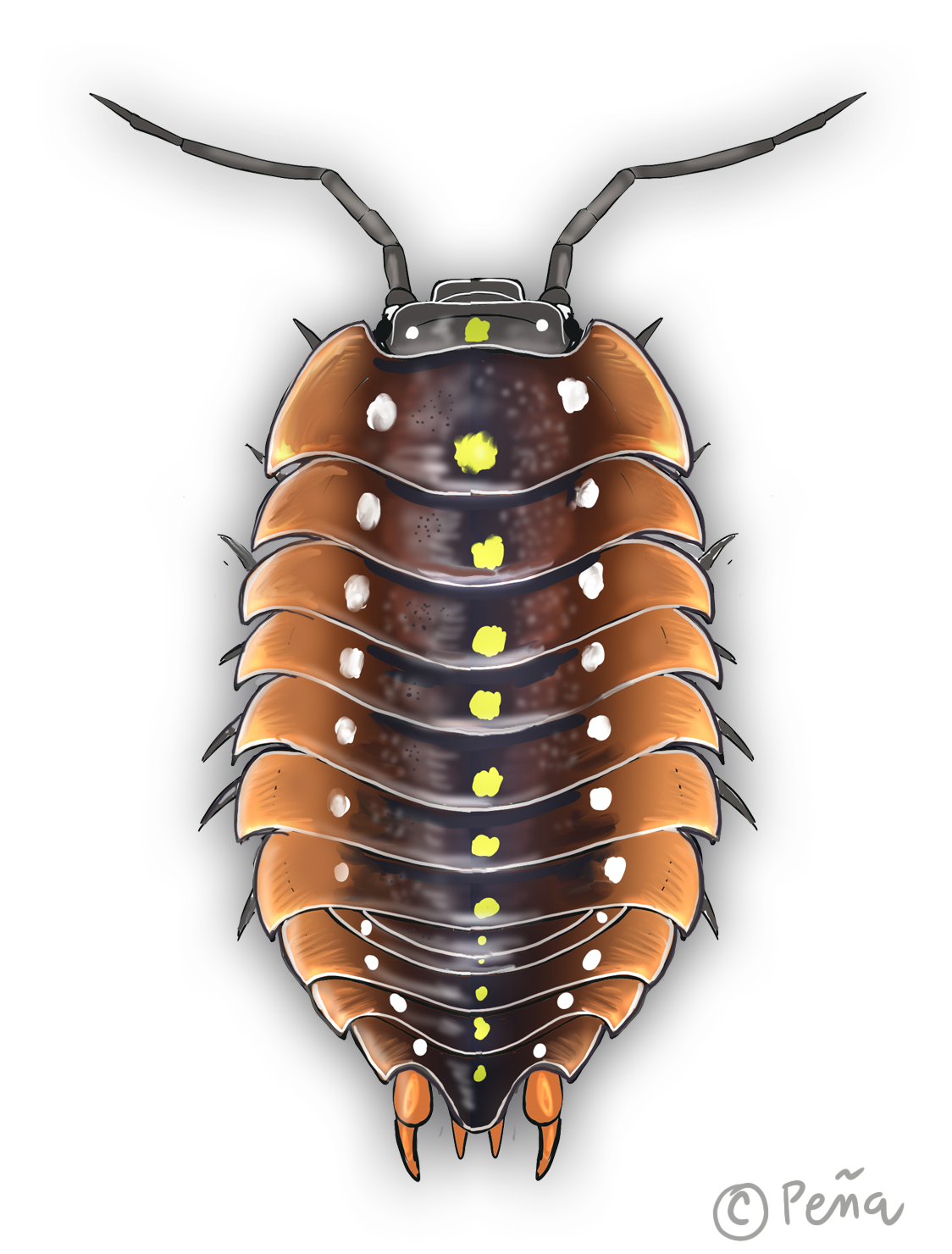 Isopod by Reptangle on DeviantArt
