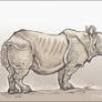 Indian rhino