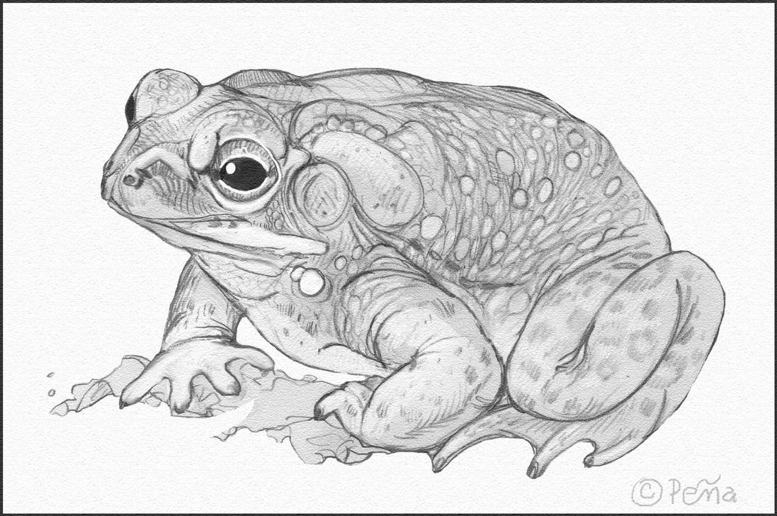 Sonoran Desert Toad by Reptangle on DeviantArt