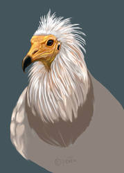 Egyptian Vulture Working