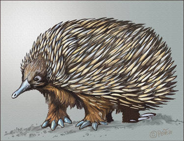 Echidna