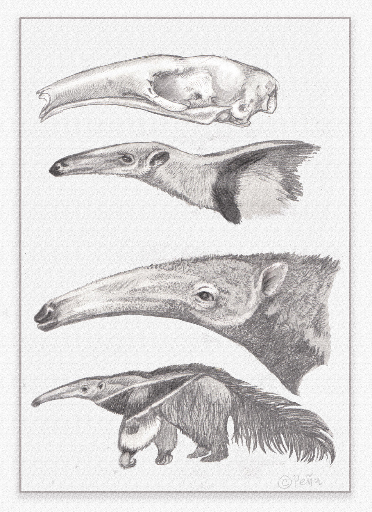 Anteaters by Reptangle on DeviantArt