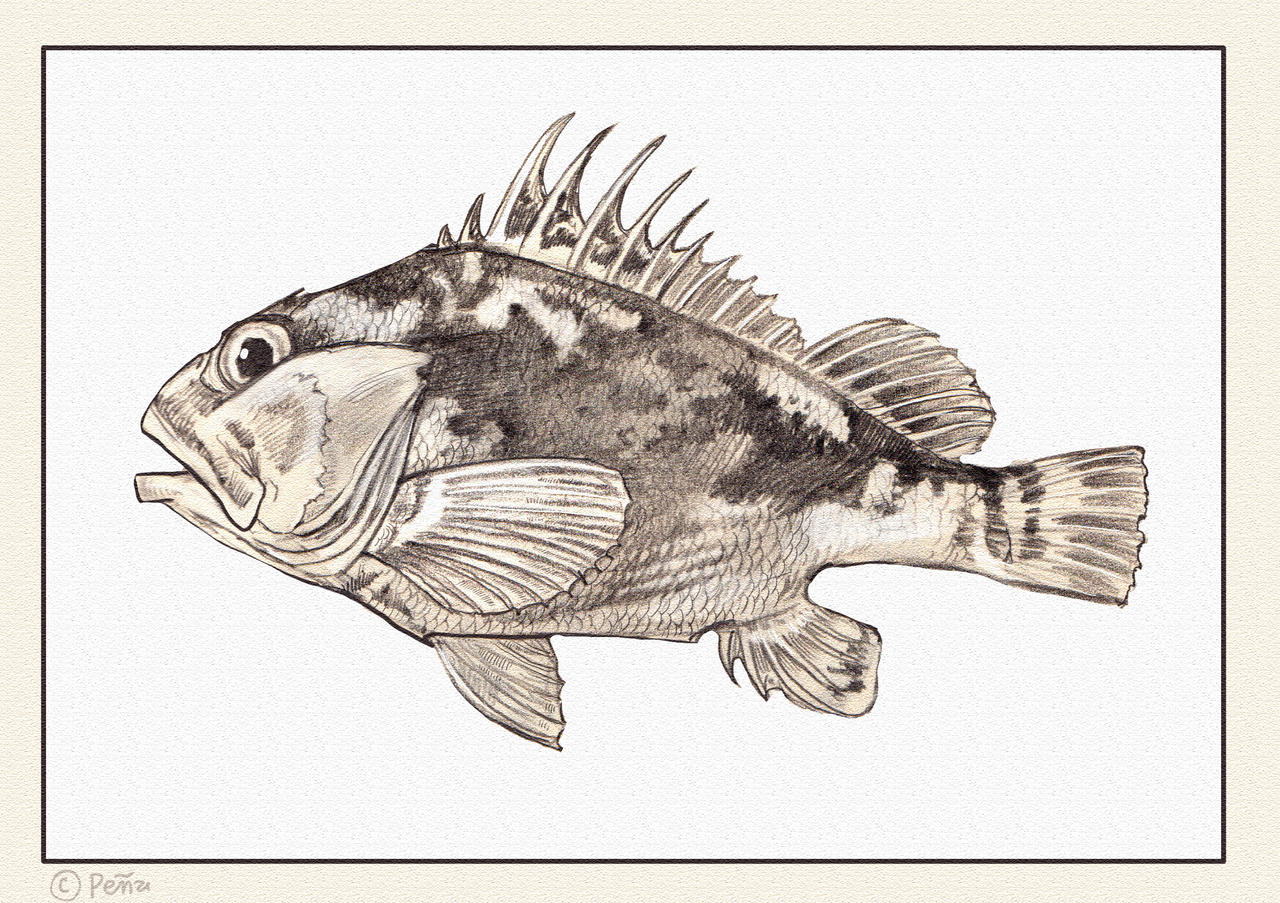 Rockfish by Reptangle on DeviantArt