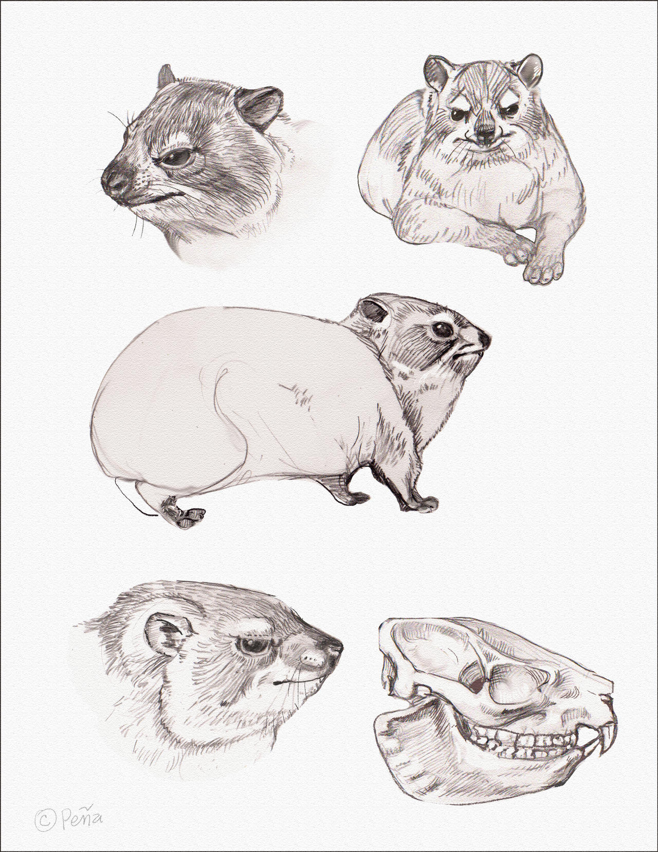 Hyrax by Reptangle on DeviantArt