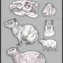 Capybara sketches