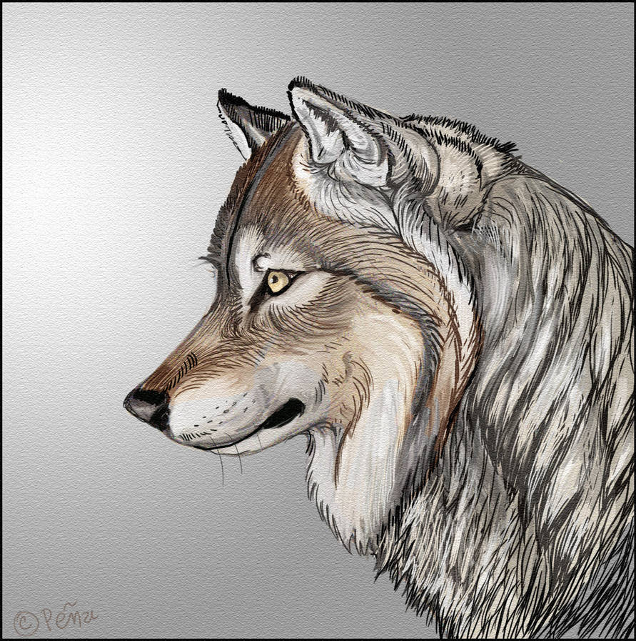 Wolf 1 by Reptangle on DeviantArt