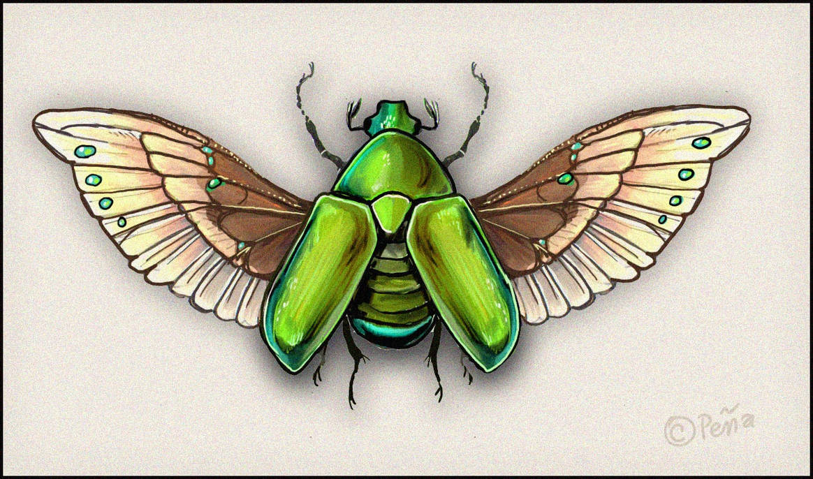 fantasy june bug by Reptangle on DeviantArt