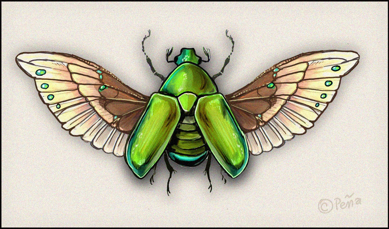Junix Insect Drawing fantasy june bug by Reptangle on DeviantArt