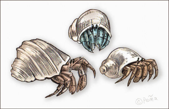 Hermit Crabs