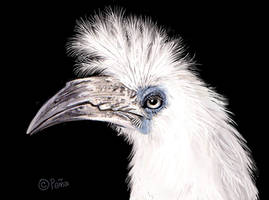 White crowned hornbil