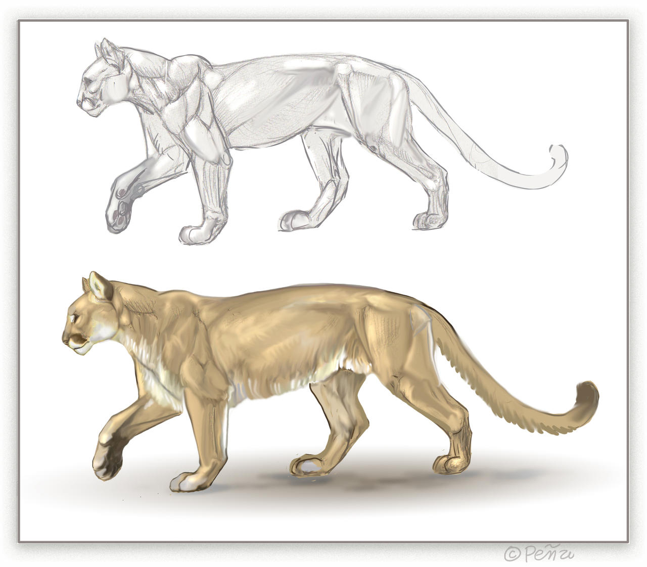 Cougar Page by Reptangle on DeviantArt