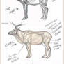 Elk work