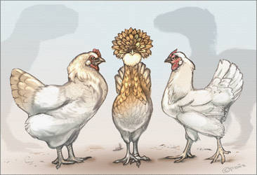 Chickens