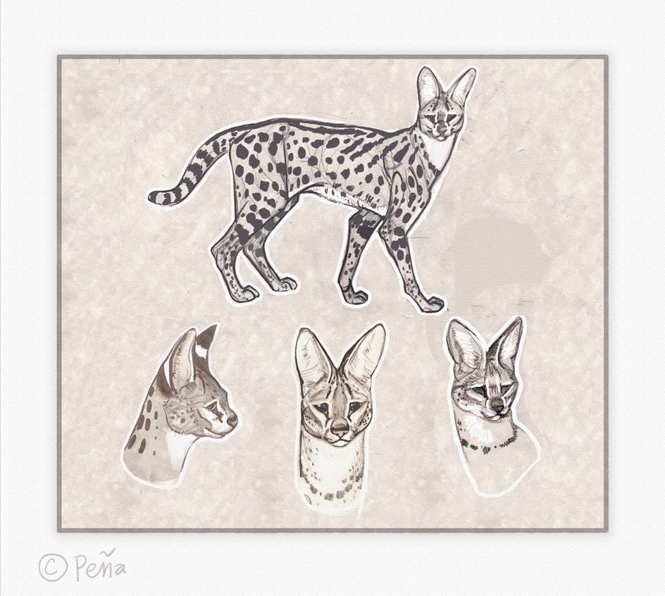Serval sketches
