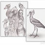 Shoebill Storks