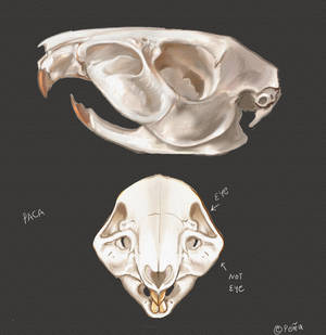 Paca Skull