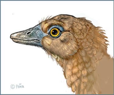 Archaeopteryx Head
