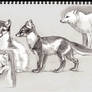 Artic Fox