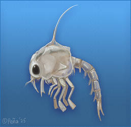 Zooplankton crab larvae