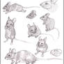 House mouse