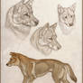Dingos