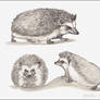 Hedgehog