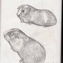 Guinea Pigs