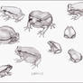 Tomato Frogs