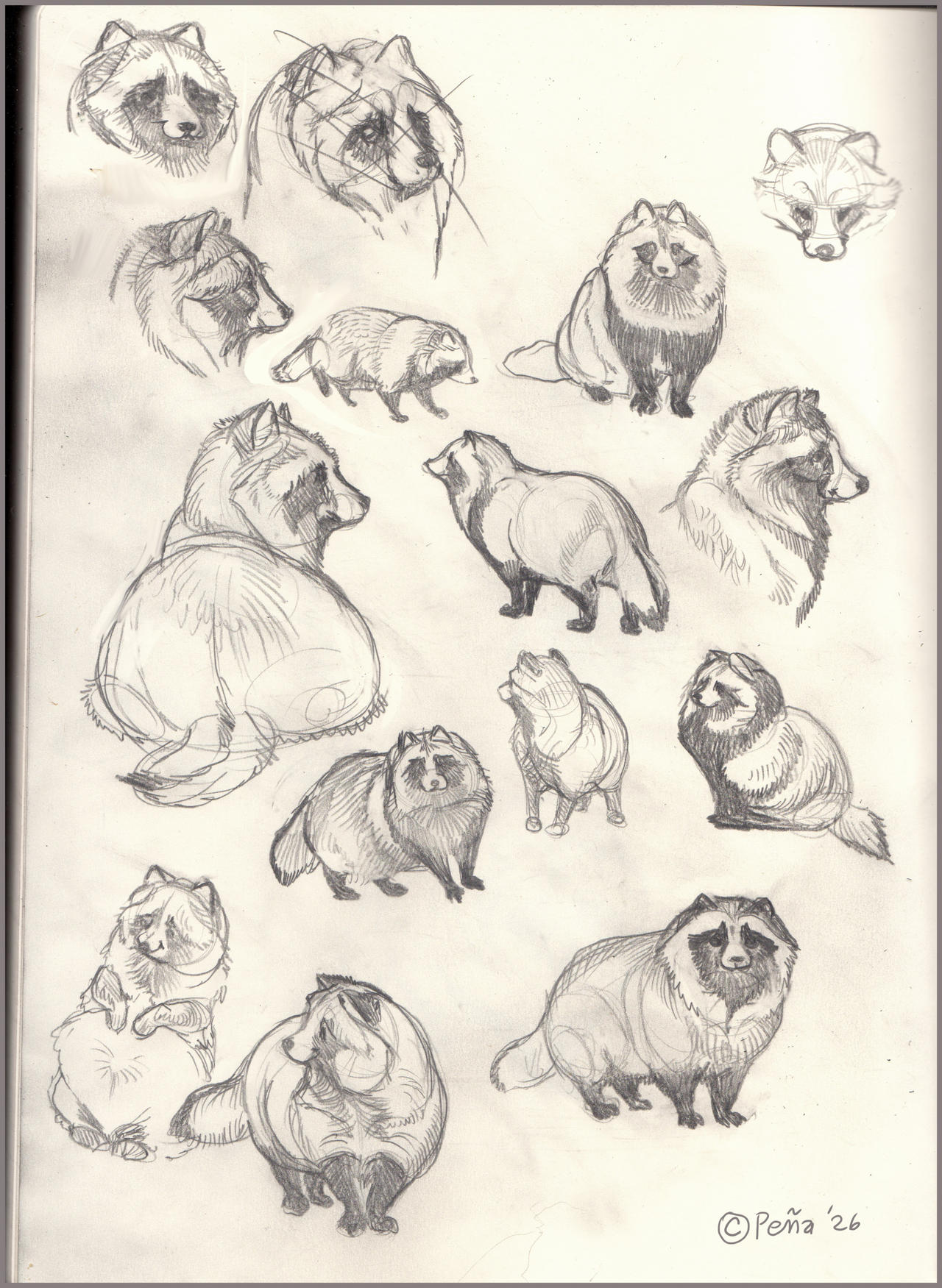 More Tanukis