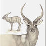 Nile Lechwe