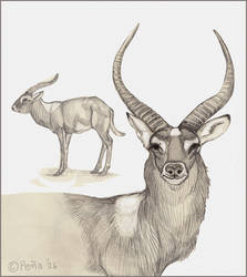 Nile Lechwe