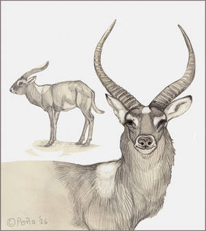 Nile Lechwe