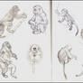 Golden Snubnosed Monkeys