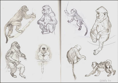Golden Snubnosed Monkeys