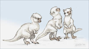 Taun Taun Chicks