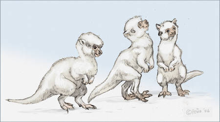 Taun Taun Chicks