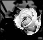 Rose BW by swrut