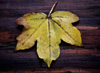 The last autumn leaf