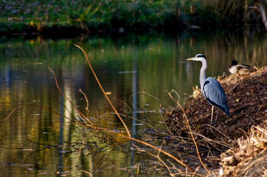 Ardea