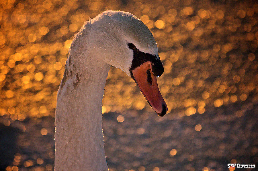 Devious Swan