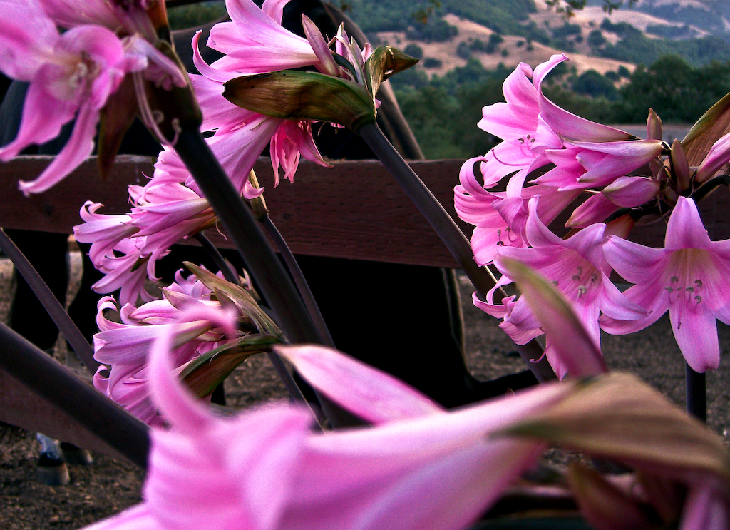 Horse Flowers