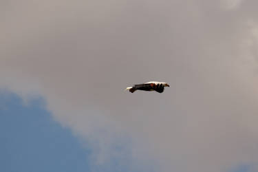 Fish Eagle Fly by