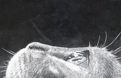Curious Cat by JackieOB