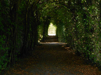 A path of green